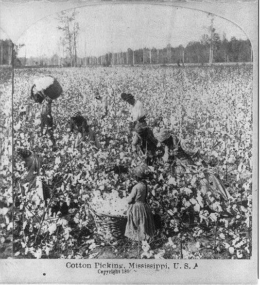 Cotton pickers in Mississippi, mid-1800s