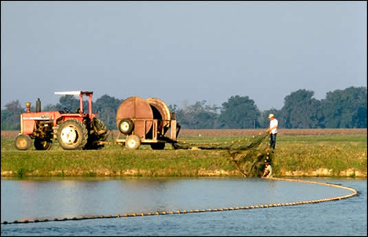 A Mississippi Delta catfish harvest scene