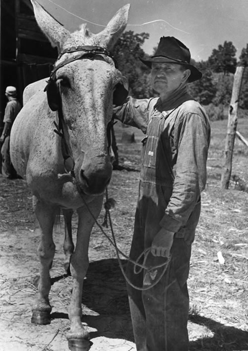 Tenant farmer with mule in Lee County